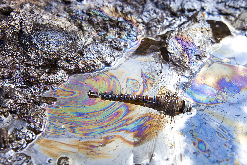 A dragonfly stuck in tar sand, Alberta, Canada, North America