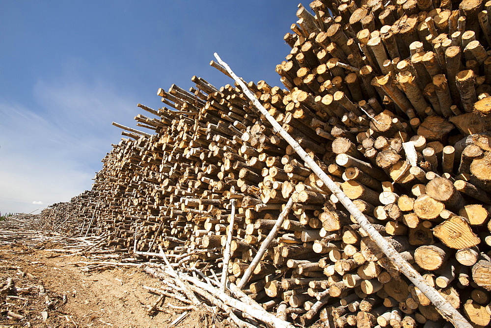 Boreal forest trees clear felled to make way for a new tar sands mine north of Fort McMurray, Alberta, Canada, North America