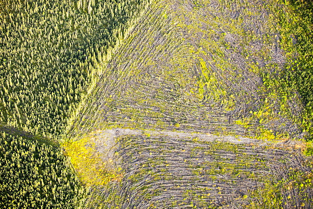 Boreal forest trees clear felled to make way for a new tar sands mine north of Fort McMurray, Alberta, Canada, North America