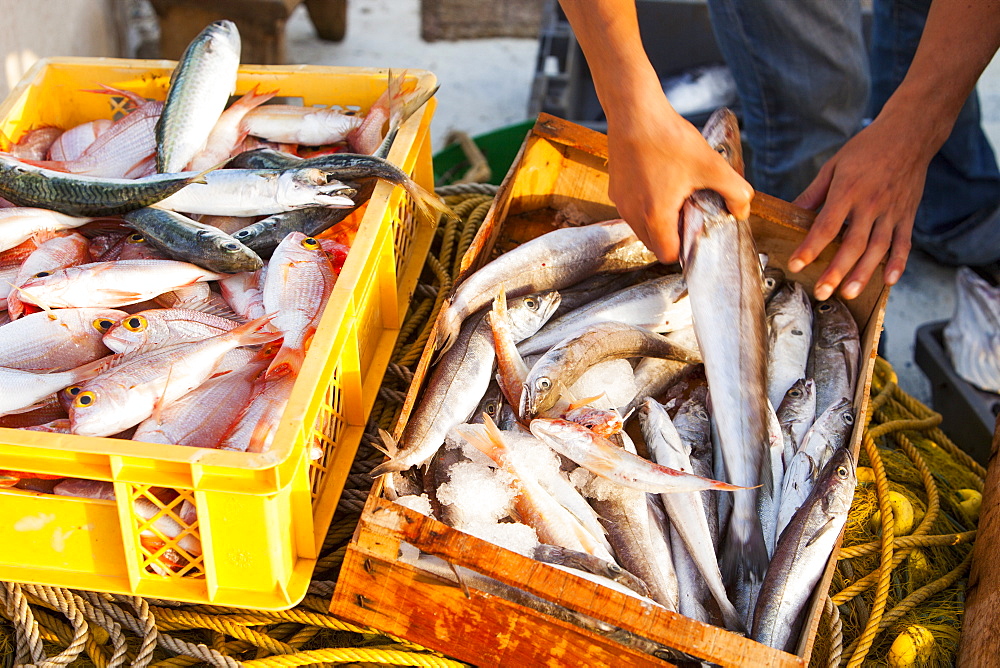 Sustainably caught fish on a traditional Greek fishing boat in Myrina harbour on Lemnos, Greek Islands, Greece, Europe