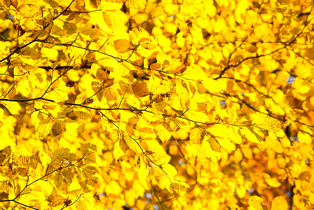 Beech leaves in autumn, Wharfedale, Yorkshire, England, United Kingdom, Europe