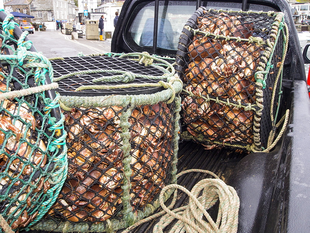 Edible crabs landed at Padstow, Cornwall, England, United Kingdom, Europe