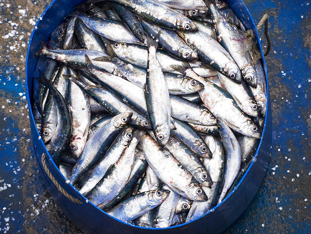 Herring landed at Padstow, Cornwall, England, United Kingdom, Europe