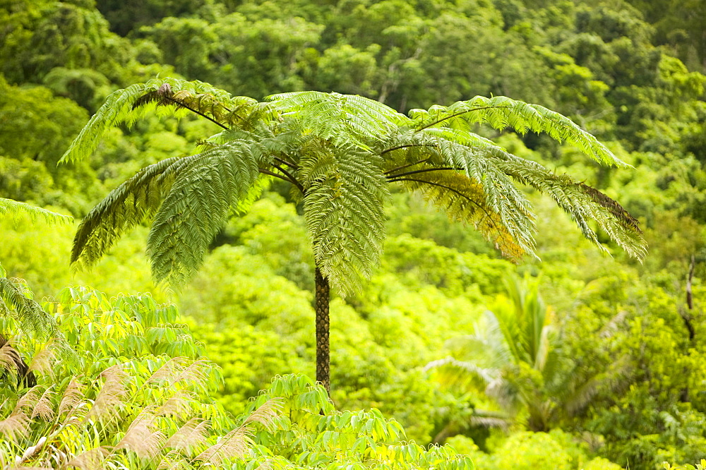 A tree fern in rainforest on Fiji, Pacific