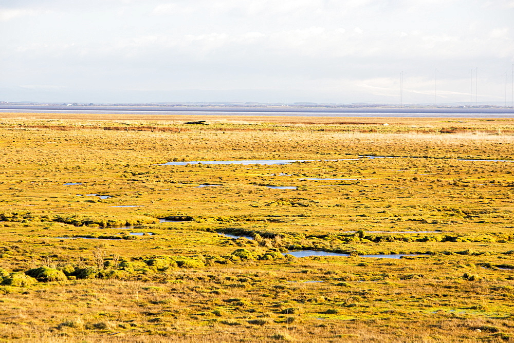 The salt marsh (Merse) at Caelaverock on the Scottish side of the Solway Firth, Scotland, United Kingdom, Europe