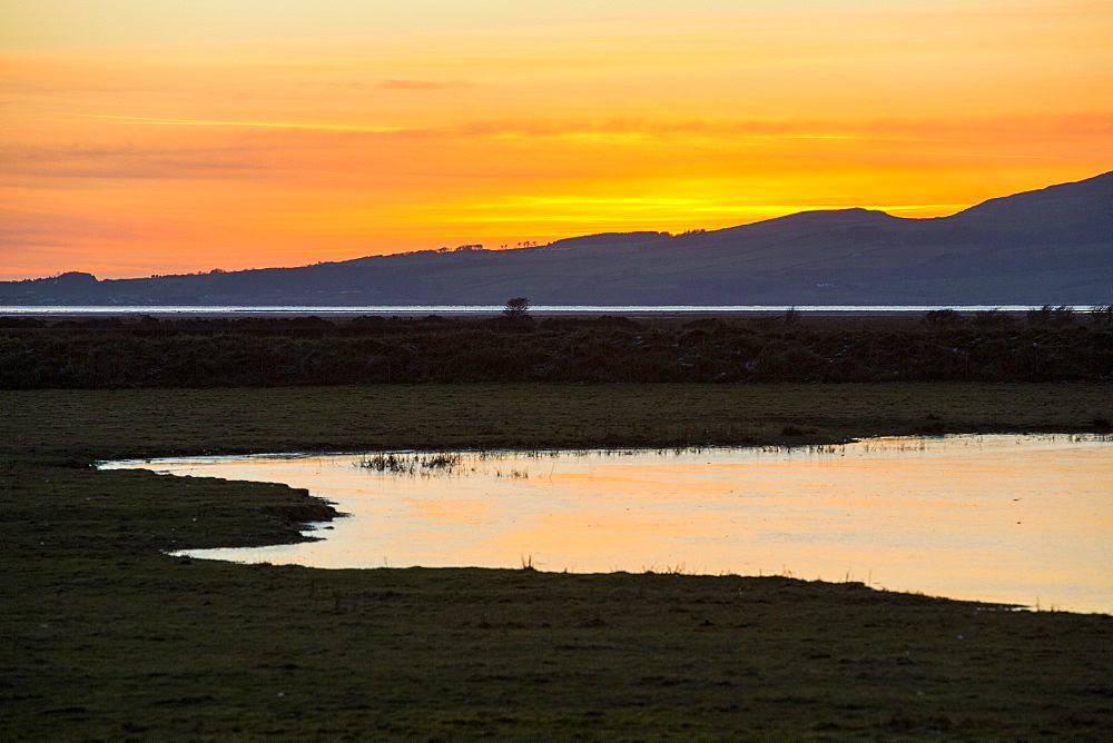 The salt marsh (Merse) at Caelaverock on the Scottish side of the Solway Firth, Scotland, United Kingdom, Europe