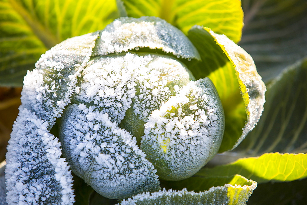 Frost on green cabbage being grown on the Lancashire Fylde coast near Southport, Lancashire, England, United Kingdom, Europe