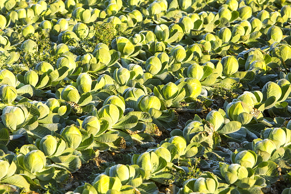 Green cabbage being grown on the Lancashire Fylde coast near Southport, Lancashire, England, United Kingdom, Europe