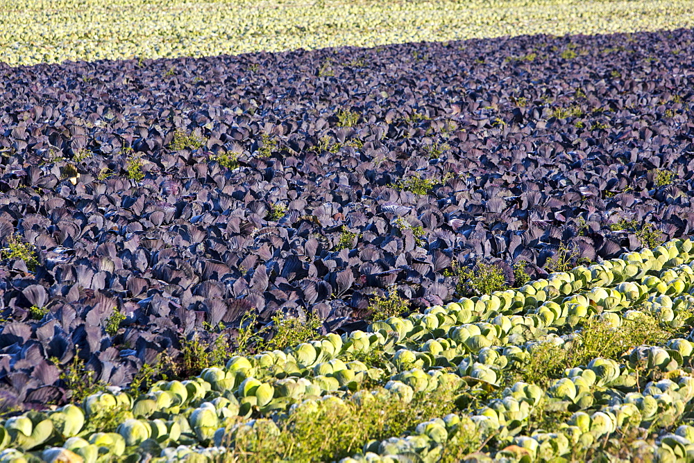 Green and red cabbage being grown on the Lancashire Fylde coast near Southport, Lancashire, England, United Kingdom, Europe