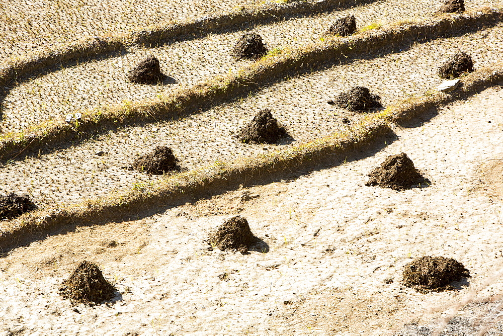 Subsistence farming in the Annapurna Himalayas in Nepal, Asia