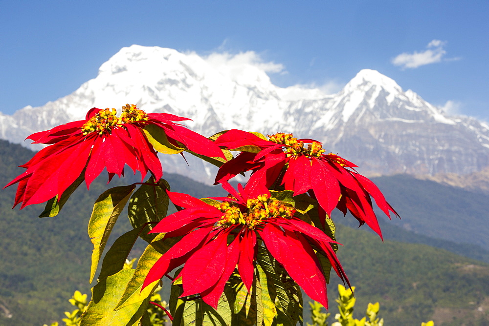 Poinsettia trees flowering in the Himalayas near Pokhara, with Annapurna South in the background, Nepal, Asia