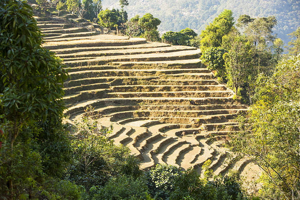 Subsistence farming in the Annapurna Himalayas in Nepal, Asia