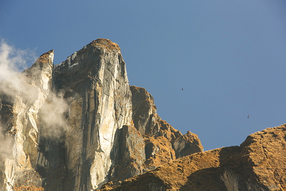 Vultures soaring over the Annapurna Sanctuary, Nepalese Himalayas, Nepal, Asia