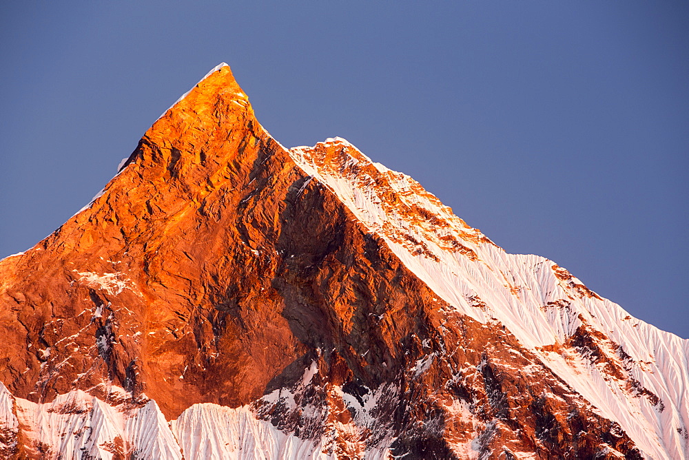 Alpenglow at sunset on Machapuchare, Annapurna Sanctuary, Nepalese Himalayas, Nepal, Asia