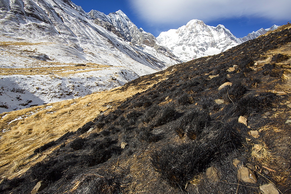 Annapurna South with vegetation burned in the foreground, Annapurna Sanctuary, Himalayas, Nepal, Asia