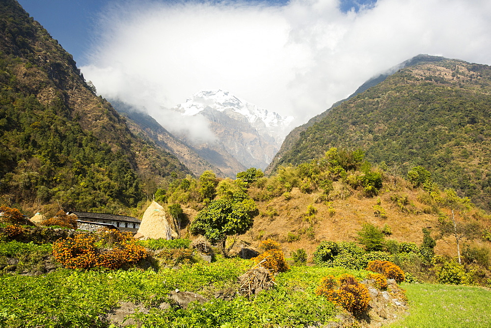 Potatoes on a subsistence farm in the Annapurna Himalayas in Nepal, Asia