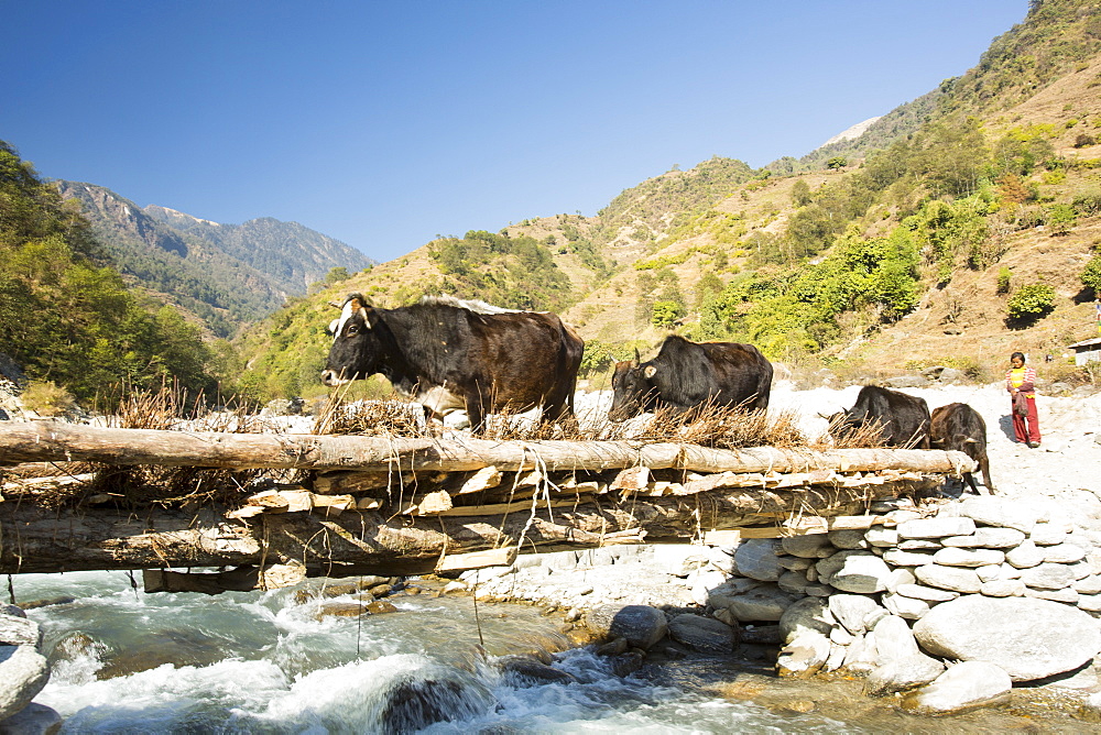 Cows crossing a bridge across the Kimrong Khola in the Annapurna Himalayas, Nepal, Asia