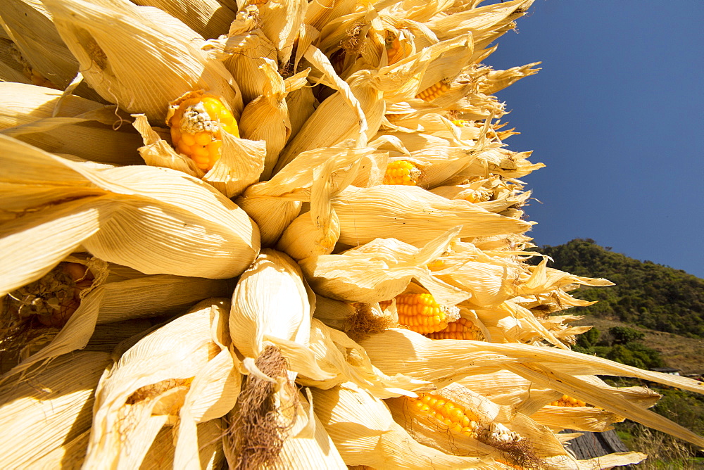 Maize drying for winter food, subsistence farming in the Annapurna Himalayas in Nepal, Asia