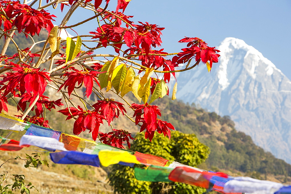 Poinsettia trees flowering near Pokhara, with Annapurna South in the background, Nepal, Asia