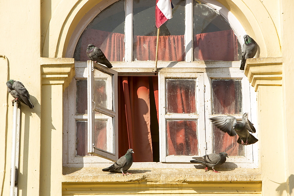 Feral pigeons on window ledge in Kathmandu, Nepal, Asia