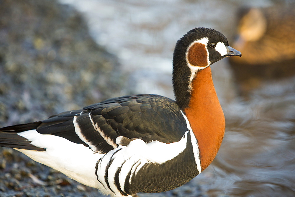 A captive red breasted goose (Branta ruficollis) at Martin Mere, A Wildfowl and Wetlands Trust bird reserve near Southport, Lancashire, England, United Kingdom, Europe