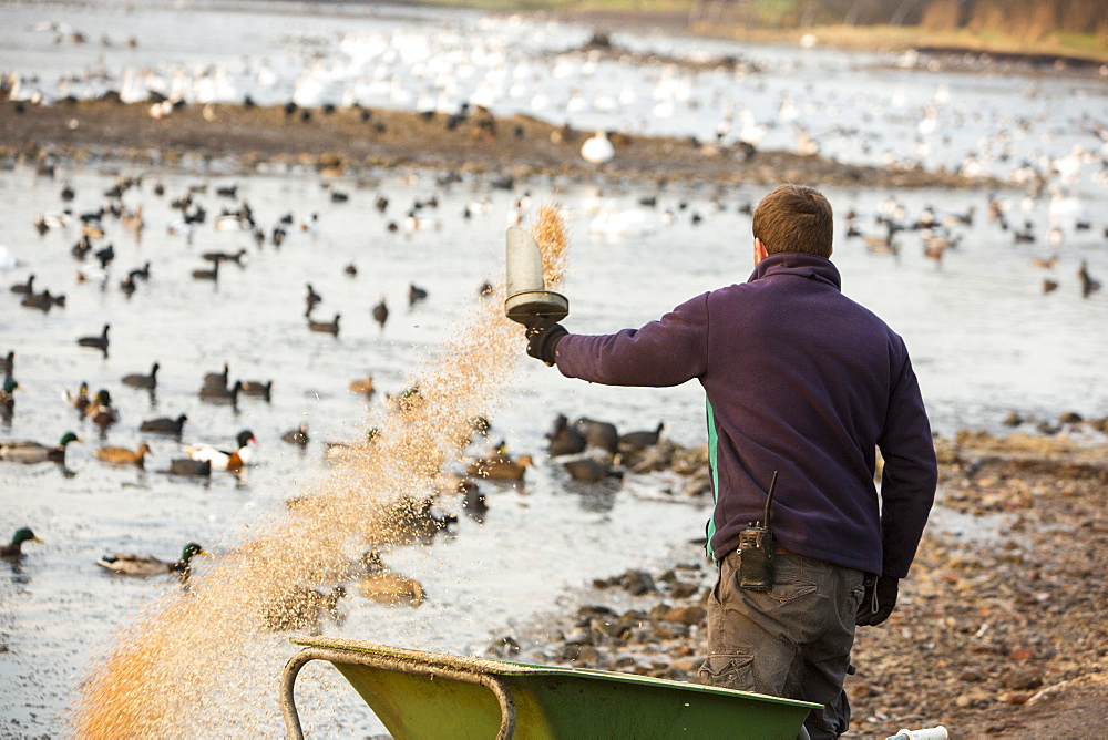 Mixed flocks of wildfowl being fed with grain at Martin Mere, a Wildfowl and Wetlands Trust bird reserve near Southport, Lancashire, England, United Kingdom, Europe