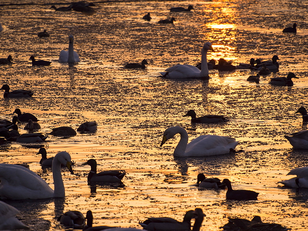 Whooper swans (Cygnus cygnus) and mixed duck flocks at sunset at Martin Mere, a Wildfowl and Wetlands Trust bird reserve near Southport, Lancashire, England, United Kingdom, Europe