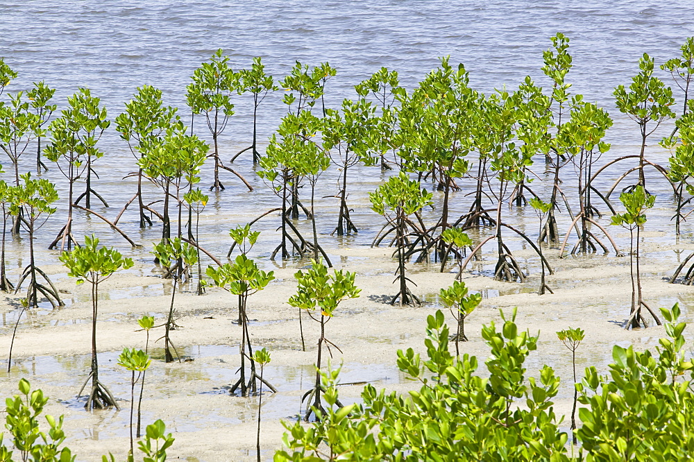 Mangrove swamp on Fiji, Pacific