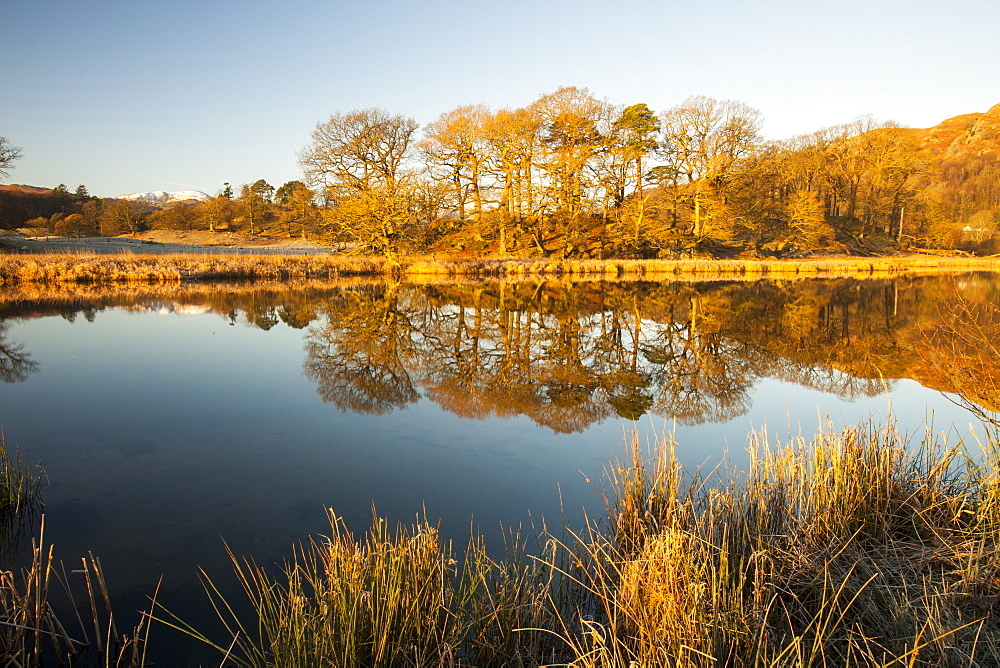 The River Brathay entering Lake Windermere in Ambleside on a still winters morning, Lake District National Park, Cumbria, England, United Kingdom, Europe