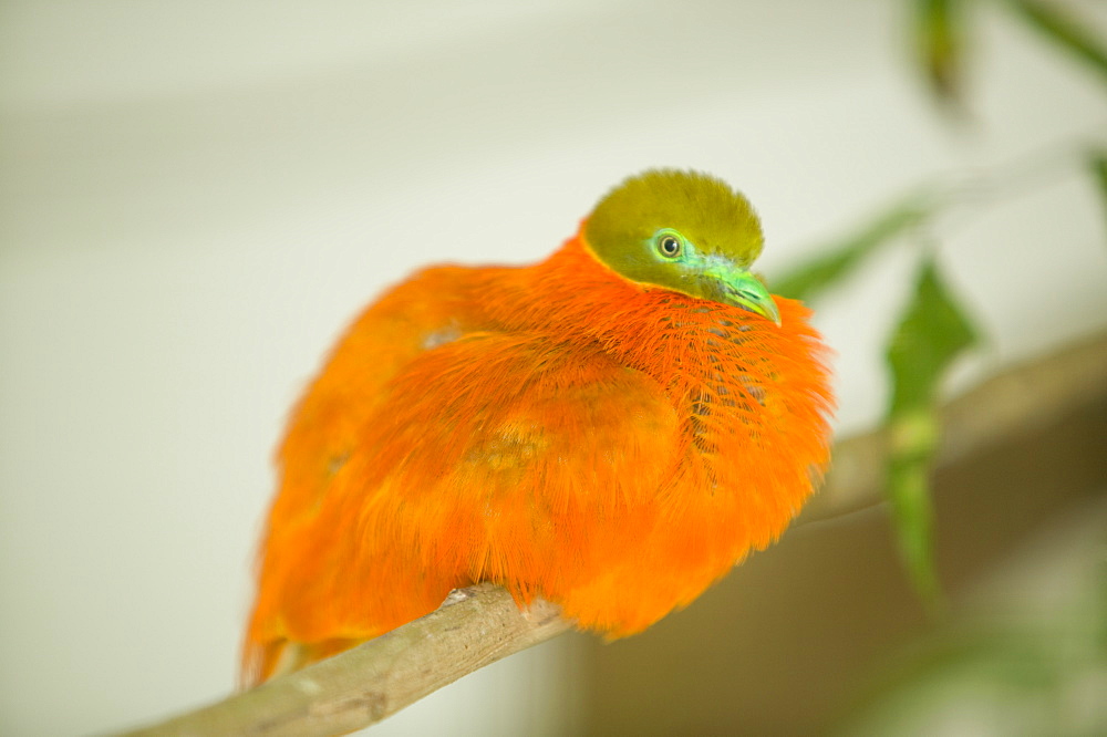 A Fijian orange dove, Fiji, Pacific
