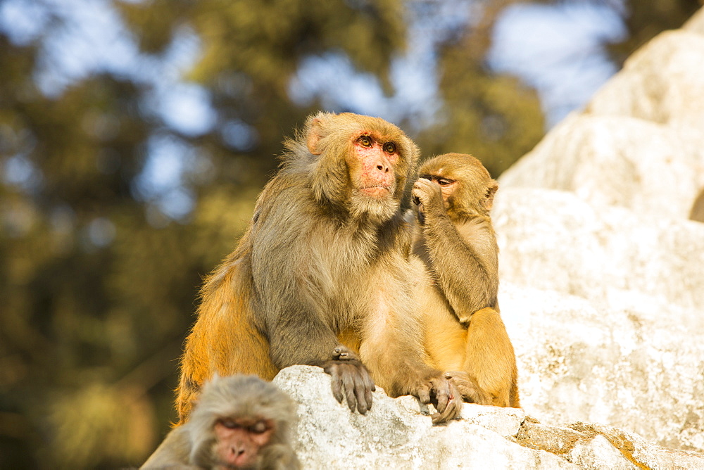 Monkeys at Pashupatinath Temple, a Hindu temple of Lord Shiva located on the banks of the Bagmati River Kathmandu, Nepal, Asia