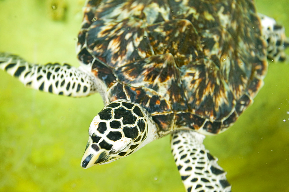 A Hawksbill turtle on Fiji, Pacific