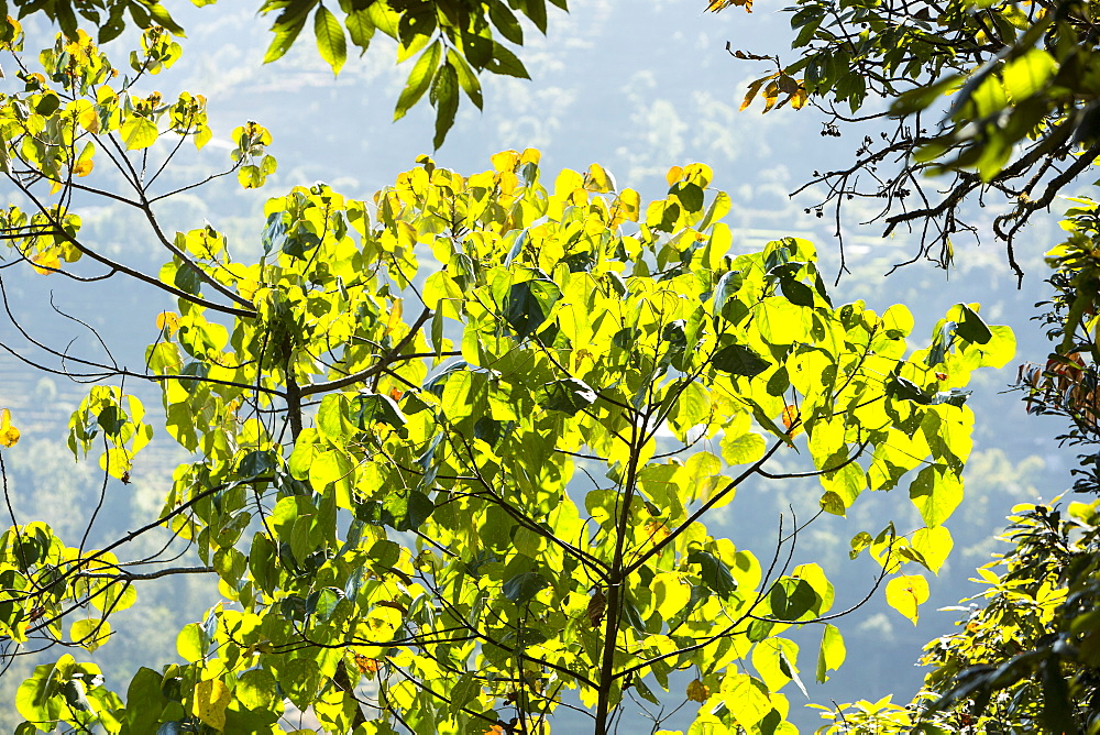 Mixed rhododendron forest above Pokhara in the Nepalese Himalayan foothills, Nepal, Asia