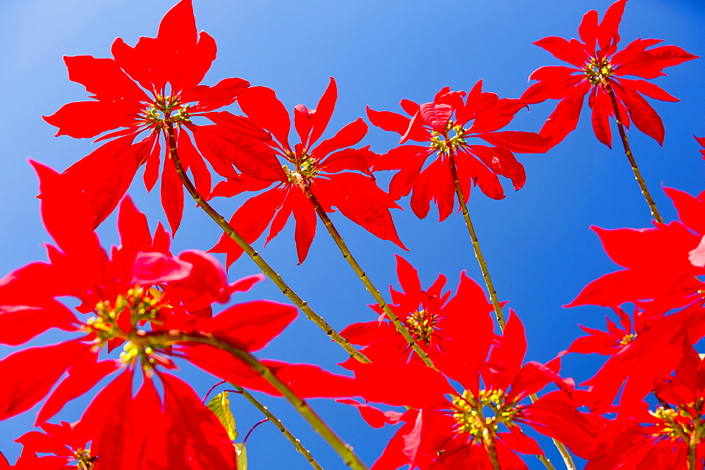 Poinsettia trees flowering in the Himalayas near Pokhara, Nepal, Asia