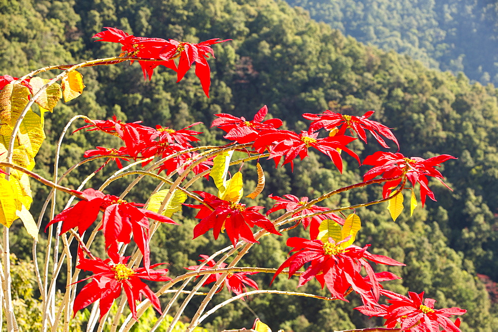 Poinsettia trees flowering in the Himalayas near Pokhara, Nepal, Asia