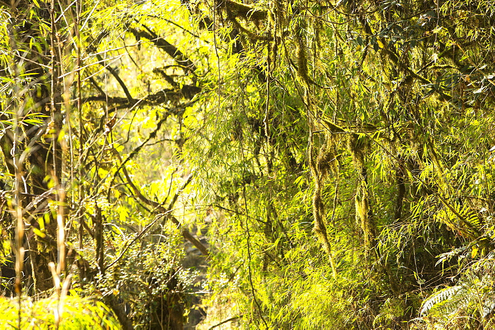 Mixed rhododendron and bamboo forest in the Annapurna Sanctuary, Nepalese Himalayas, Nepal, Asia