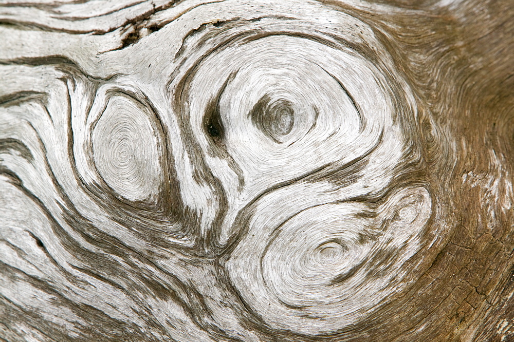 Growth patterns on a tree trunk