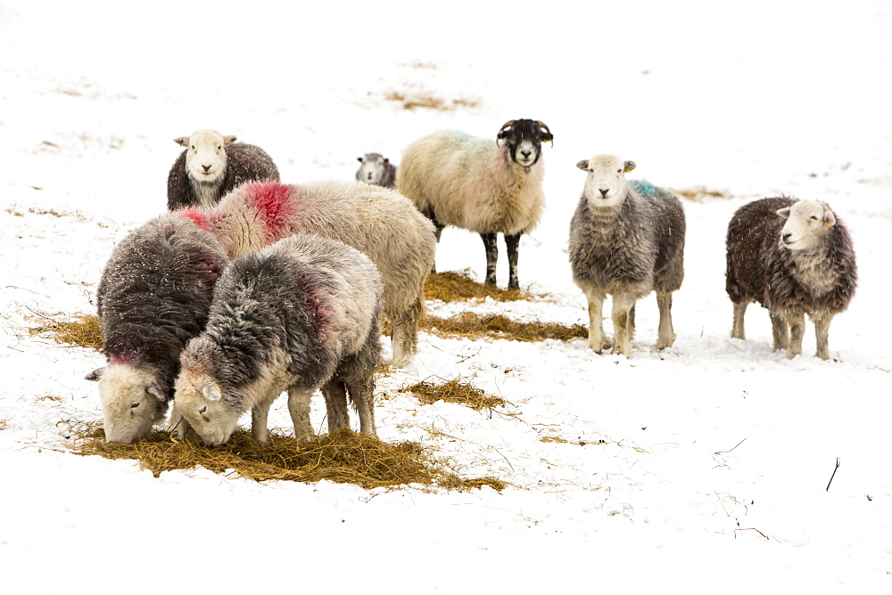 Herdwick sheep feeding on hay in Little Langdale, Lake District, Cumbria, England, United Kingdom, Europe