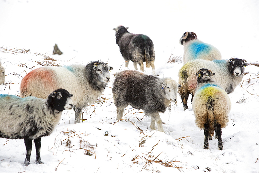 Herdwick sheep feeding on hay in Little Langdale, Lake District, Cumbria, England, United Kingdom, Europe