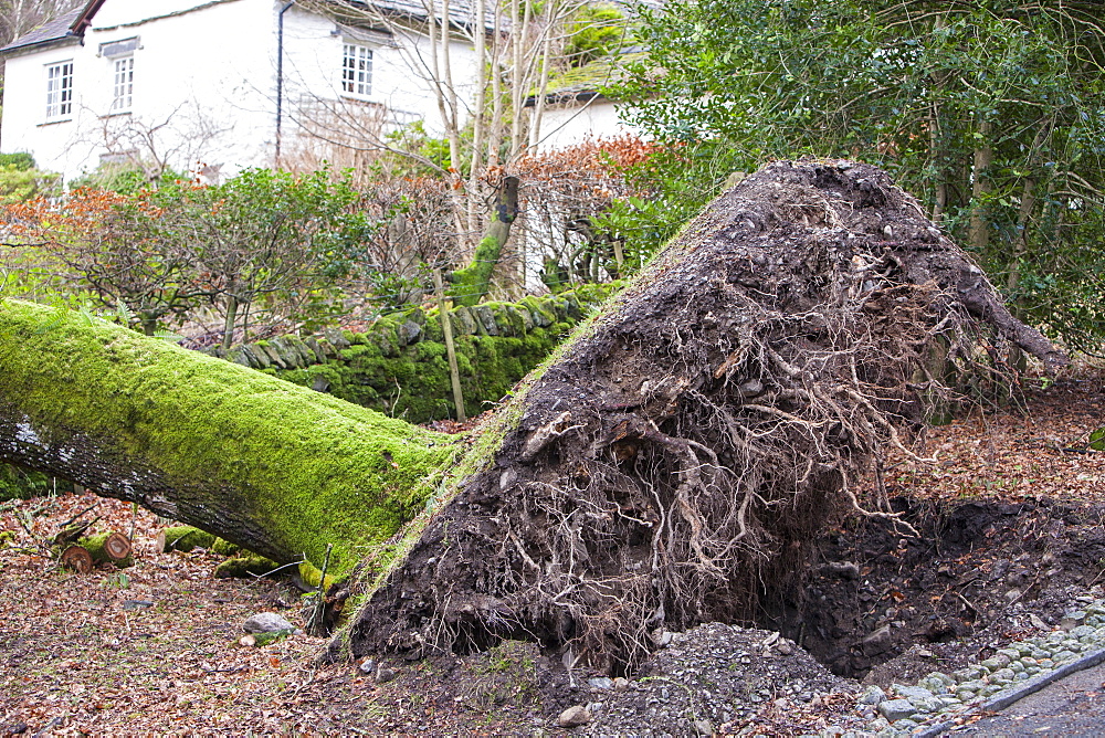 An old oak tree blown over by storm force winds in Rydal, Lake District, Cumbria, England, United Kingdom, Europe