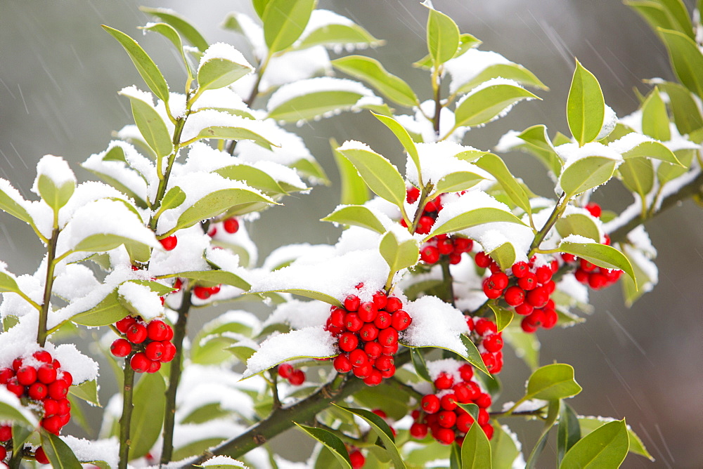 Holly tree with berries in Ambleside, Lake District, Cumbria, England, United Kingdom, Europe