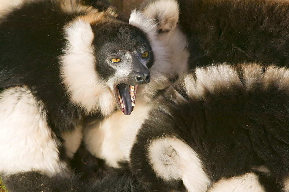 Ruffed lemurs in a cuddle