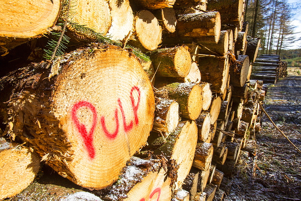 A log pile of freshly cut timber in Grizedale forest, destined for the wood pulp industry for making paper, Lake District, Cumbria, England, United Kingdom, Europe