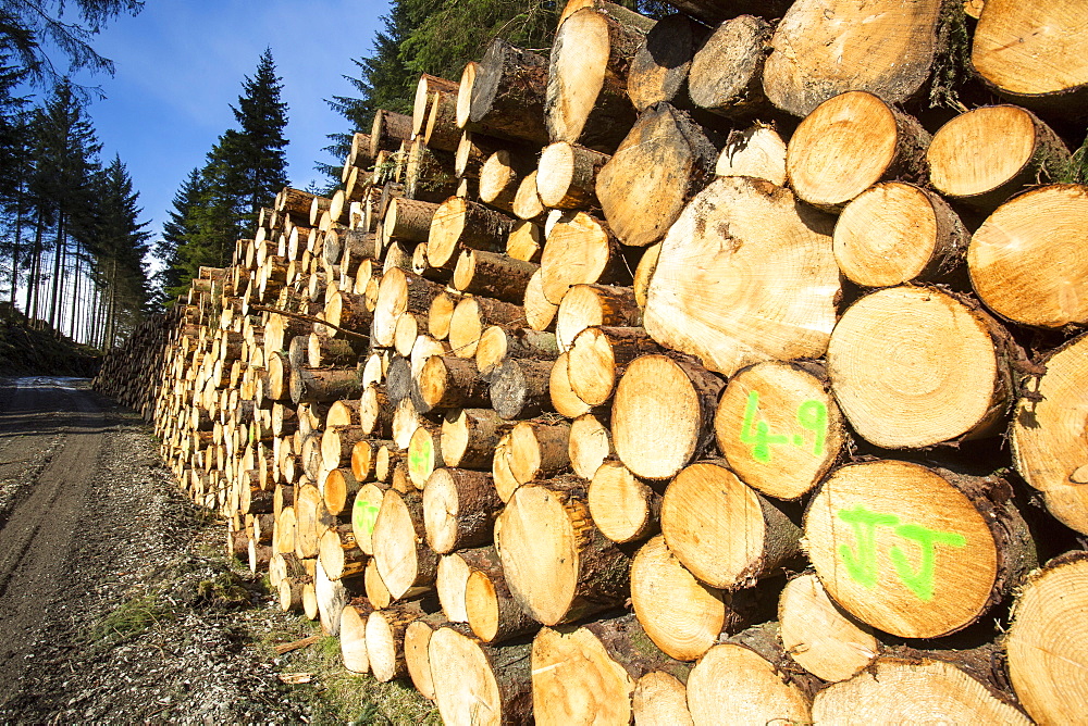 A log pile of freshly cut timber in Grizedale forest, Lake District, Cumbria, England, United Kingdom, Europe