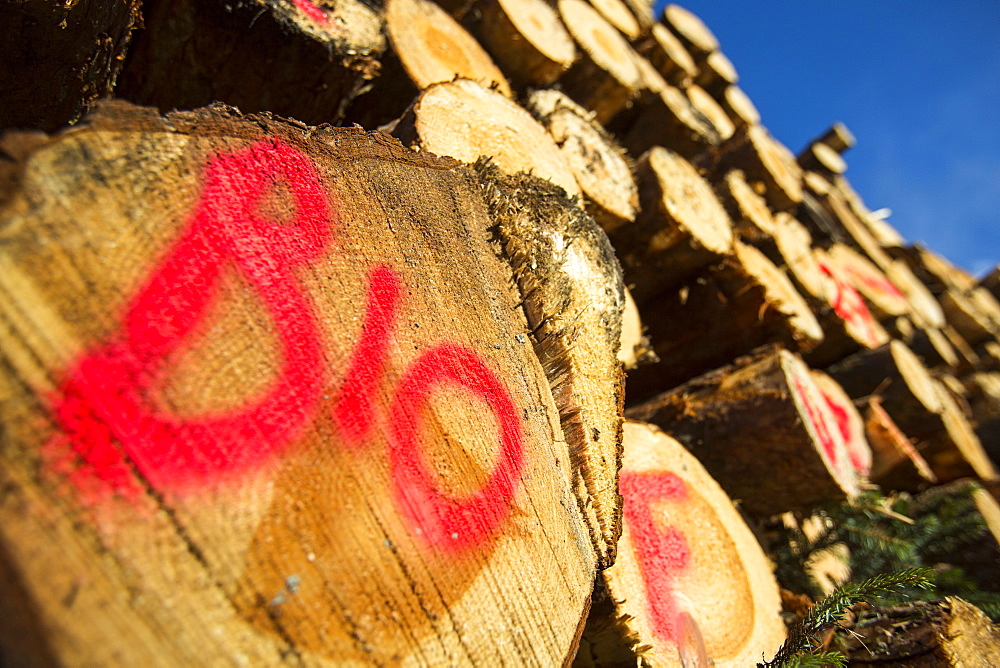 A log pile of freshly cut timber in Grizedale forest destined to be used as biofuel in a biofuel power station, Lake District, Cumbria, England, United Kingdom, Europe