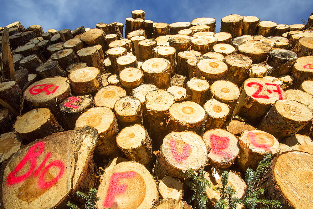 A log pile of freshly cut timber in Grizedale forest destined to be used as biofuel in a biofuel power station, Lake District, Cumbria, England, United Kingdom, Europe