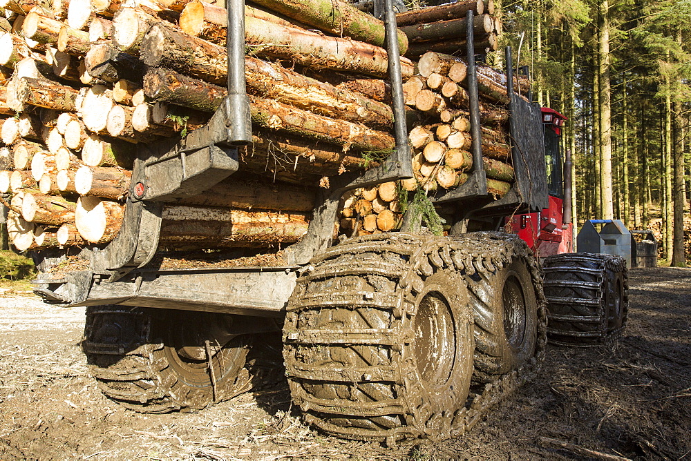 Freshly cut timber in Grizedale forest being hauled to the roadside by an ATV, Lake District, Cumbria, England, United Kingdom, Europe