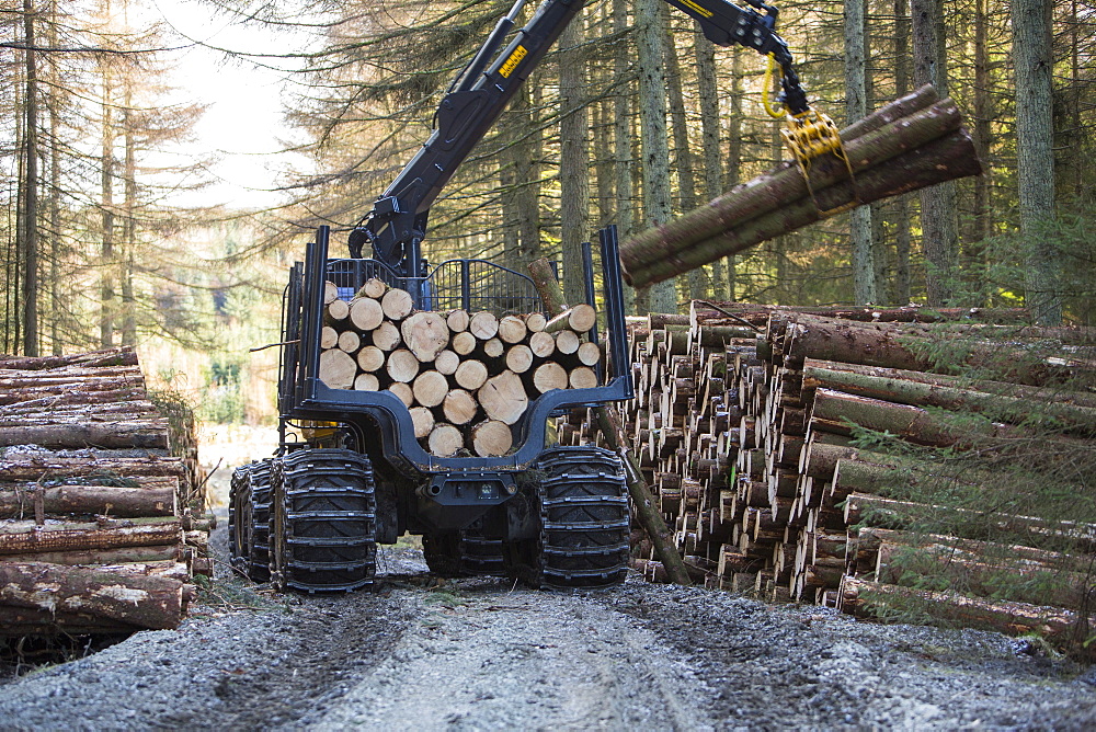 Freshly cut timber in Grizedale forest being hauled to the roadside by an ATV, Lake District, Cumbria, England, United Kingdom, Europe