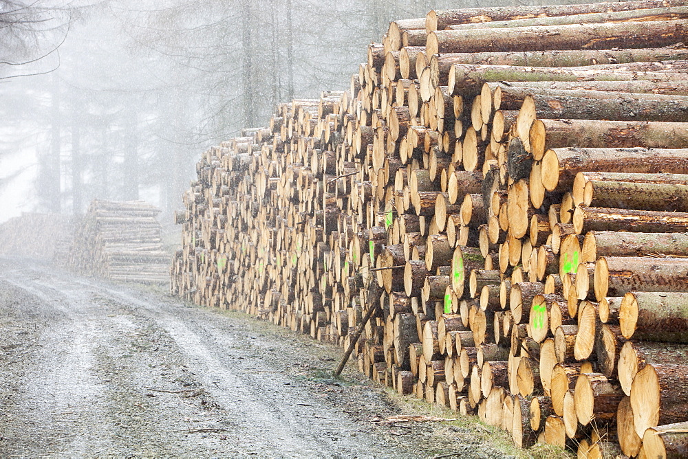 A log pile of freshly cut timber in Grizedale forest in snow, Lake District, Cumbria, England, United Kingdom, Europe