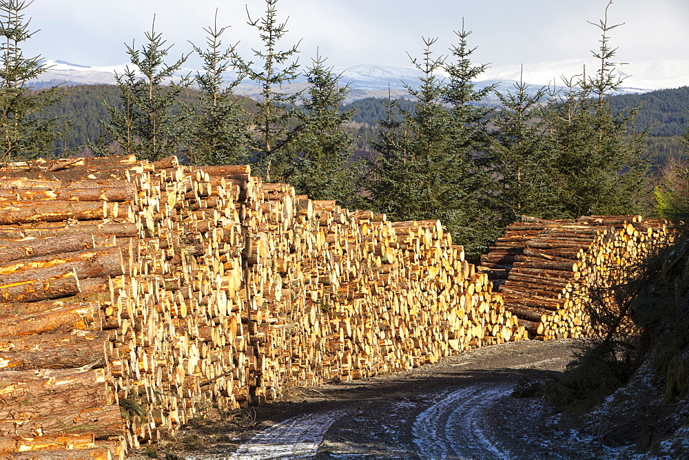 A log pile of freshly cut timber in Grizedale forest, Lake District, Cumbria, England, United Kingdom, Europe